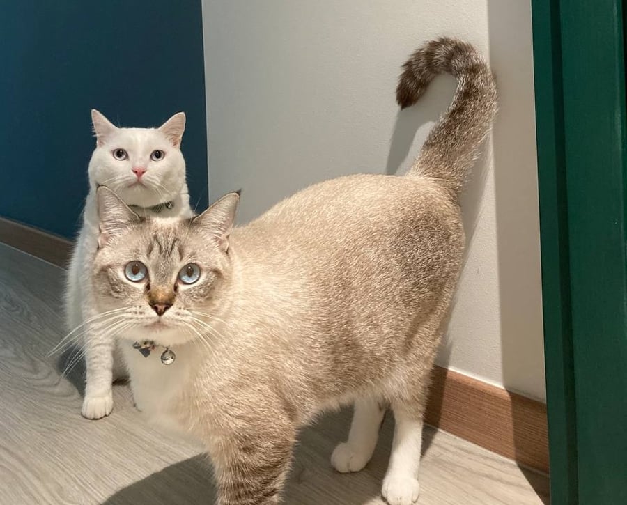 The Real Cost Cat Adoption & How Much It Cost to Own a Cat in Singapore